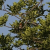 アフリカヤツガシラ(African Hoopoe)