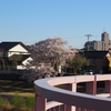 「桜橋」でお花見