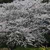 我孫子市民農園の満開の桜