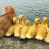可愛いネコちゃんシリーズー5・・・