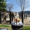 【京都旅行記】その18　京都の人気おでかけスポットをご紹介～　京都市動物園の見どころ♪