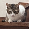 久しぶりの再会🐈実家の猫「そら」