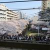 東京桜便り━目黒川沿い━