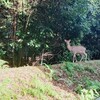 疎水