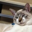 ぼく、こはく　