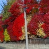 今日の紅葉