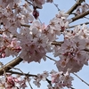 桜餅の香り