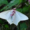 産卵中のカマキリ