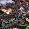 シュスランの花と・・・