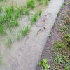 大雨後の畑の様子と猫動画。