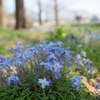 桜の他にも春の花：中央植物園