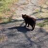 空気清浄機の大掃除と猫探しとケーキ。