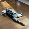 顔だちが違う