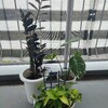 赤玉土排除作戦（観葉植物編）