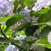 あじさいを観に行く