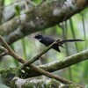 ノドジロオウギビタキ(White-throated Fantail)