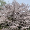桜満開前線北上中　　2023年3月31日（金）