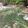 天然の秘湯「カムイワッカ湯の滝」の滝登り、「フレぺの滝（乙女の滝）」～知床半島の秘境の滝巡りトレッキング！！
