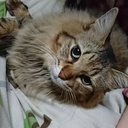 ジュンＰの日常 ダイエット記録簿