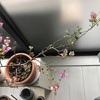 ブーゲンビリアの花