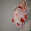 Exploring the Vivid World of Contemporary Art: A Journey to the Hiratsuka Goldfish Exhibition