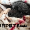 我が家の恵方巻きスタイルと物価高！最後は🐶solaの半目寝🎵