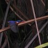 カンムリカワセミ(Malachite Kingfisher)飛翔