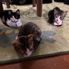 黒猫の可愛さを伝え隊！