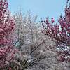 日比谷公園 紅葉 例年の見ごろは？