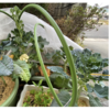 庭で冬野菜 15【朝から晴天】