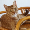 猫の年齢、人間に換算すると