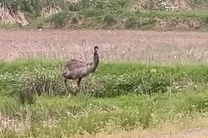 上越市浦川原区で大型鳥「エミュー」が脱走　30日に飼い主によって捕獲される