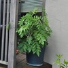 第1章フジに花が咲かない原因「花芽がどれで花芽がどこにできるか分かっていませんでした。」