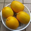 懐かしいいただきもの