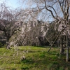 伊豆の枝垂れ桜