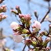 待望の桜シーズン：天神川桜並木のソメイヨシノ開花🌸