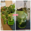 グリーン🌿