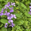 急に暑くなりました。体がついていかない63歳。