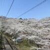 　船岡城址公園、一目千本桜（宮城県柴田町）