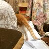 猫写真#972