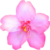 桜の花の画像アイコン