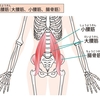 「膝の痛みの原因」は腰回りの筋肉にあり！？