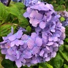 ジョギング中に見た草花 〜紫陽花