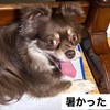 ルーゴハン　成果？