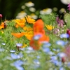 ✿昭和記念公園 その① お花畑をフツーに撮影しました😊　