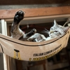 ねこ77話　ハンモッカーわさび。