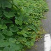 雑草伸び放題3