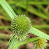 (259) Cyperus brevifolius var. leiolepis