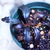 1:Bucephalandra sp."Ghost Kalimantan"