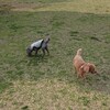 【失念】ブログの更新を忘れました【休日】飼い犬とドッグラン